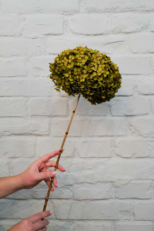 Preserved and everlasting Hydrangea Olive