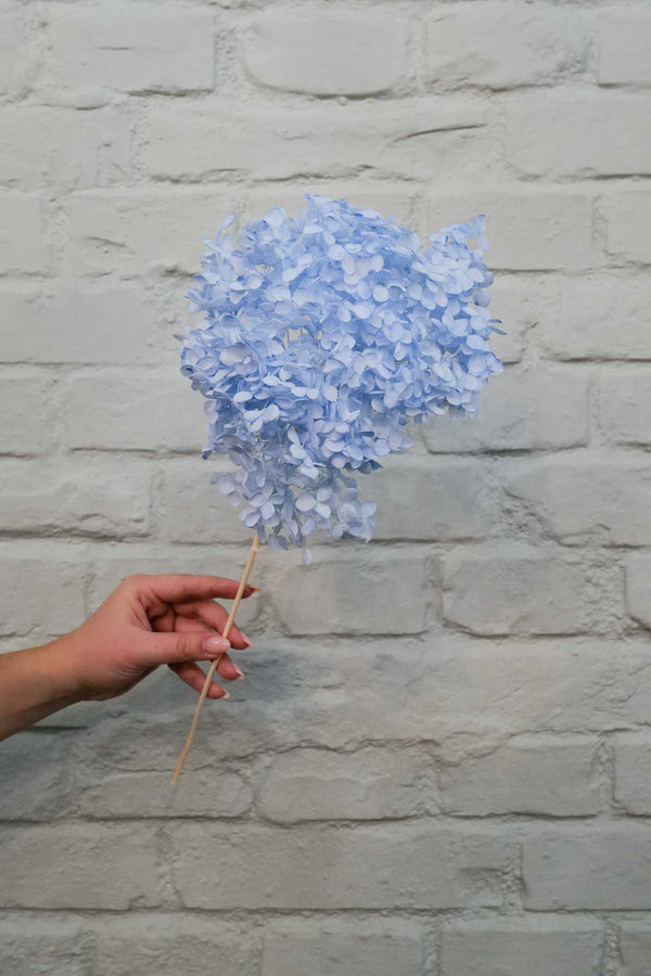 Preserved and everlasting Hydrangea Light Blue
