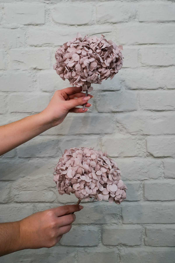 Preserved and everlasting Hydrangea Grey