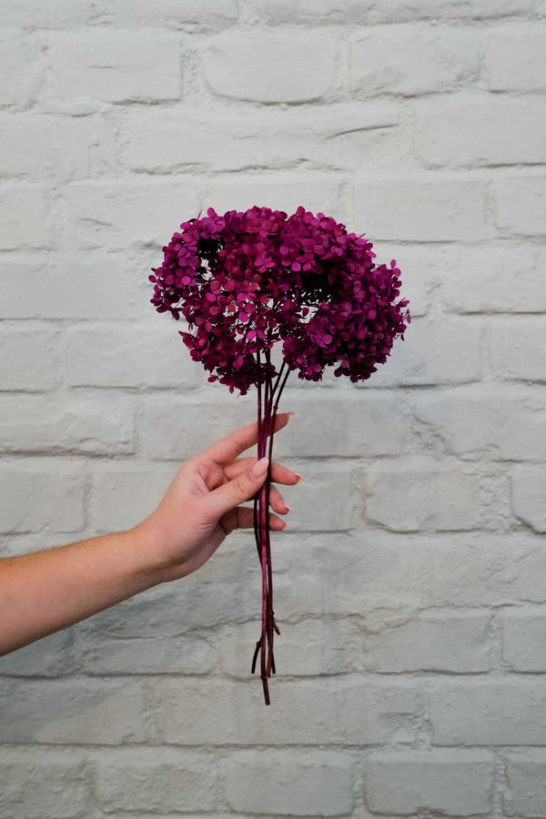 Preserved and everlasting Hydrangea Berry