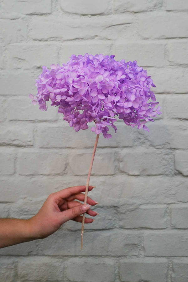Preserved and everlasting Hydrangea Violet
