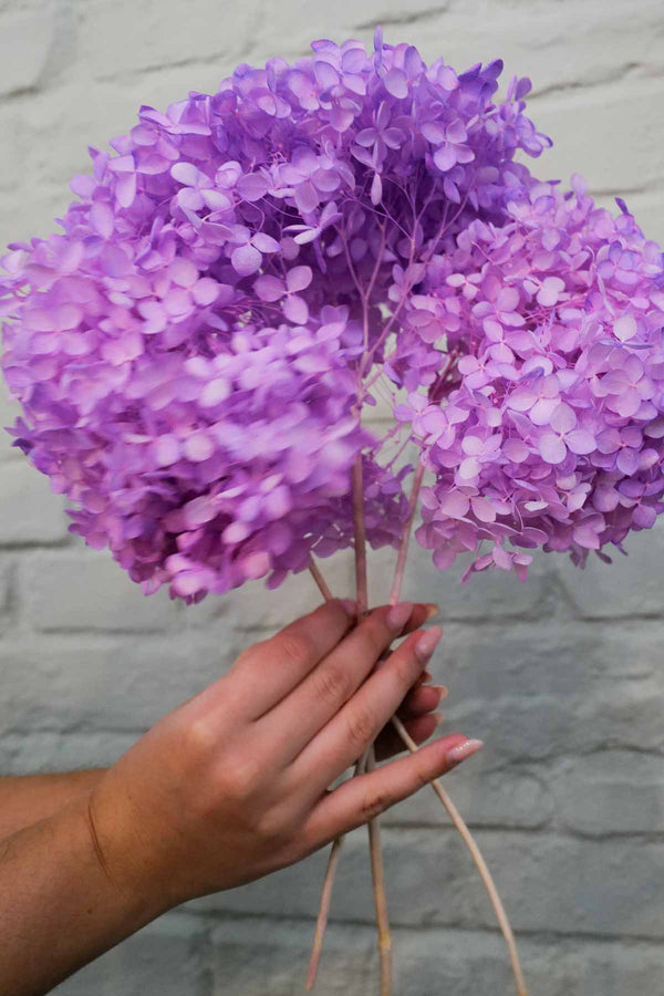 Preserved and everlasting Hydrangea Violet