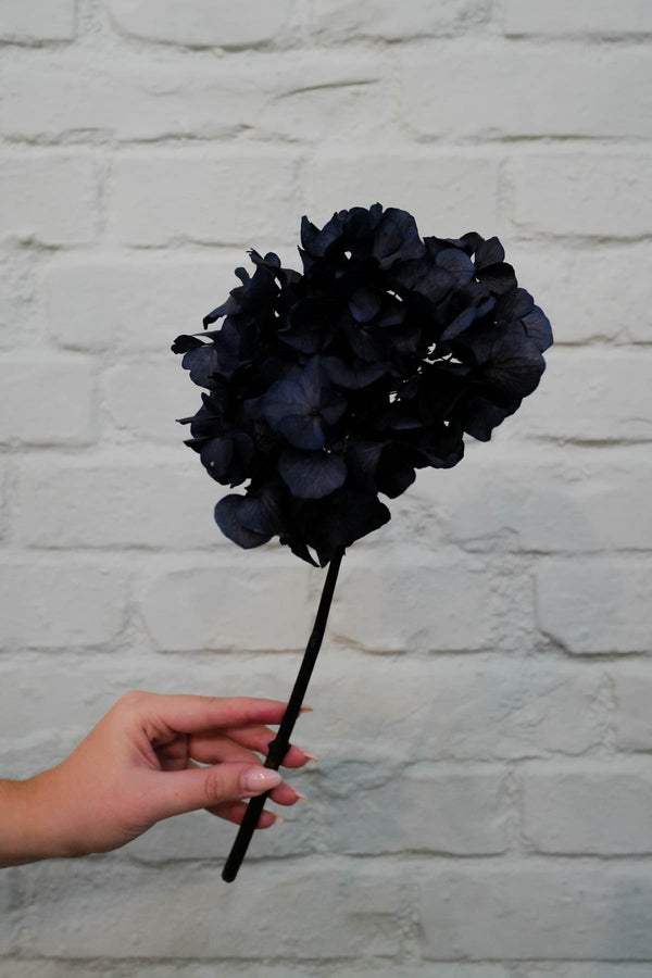 preserved and everlasting Hydrangea Night Sky