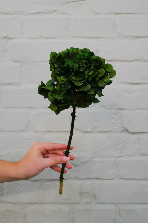 preserved and everlasting Hydrangea Green