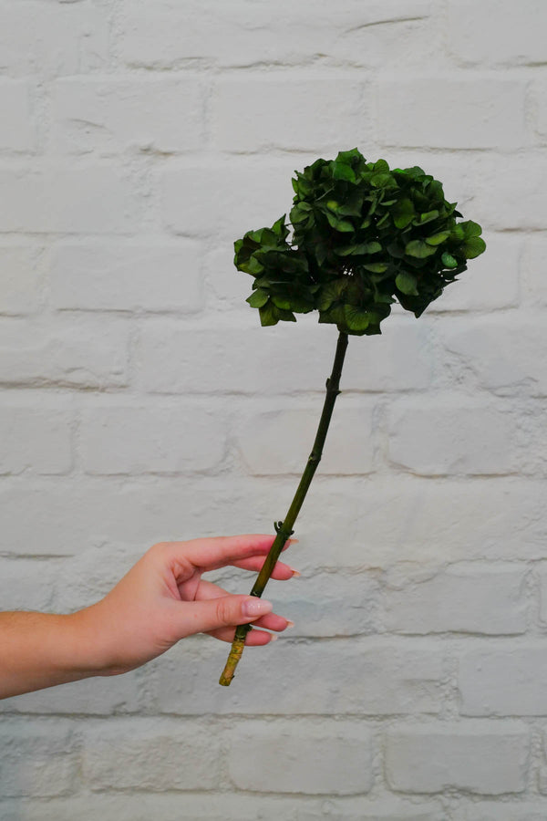 preserved and everlasting Hydrangea Green
