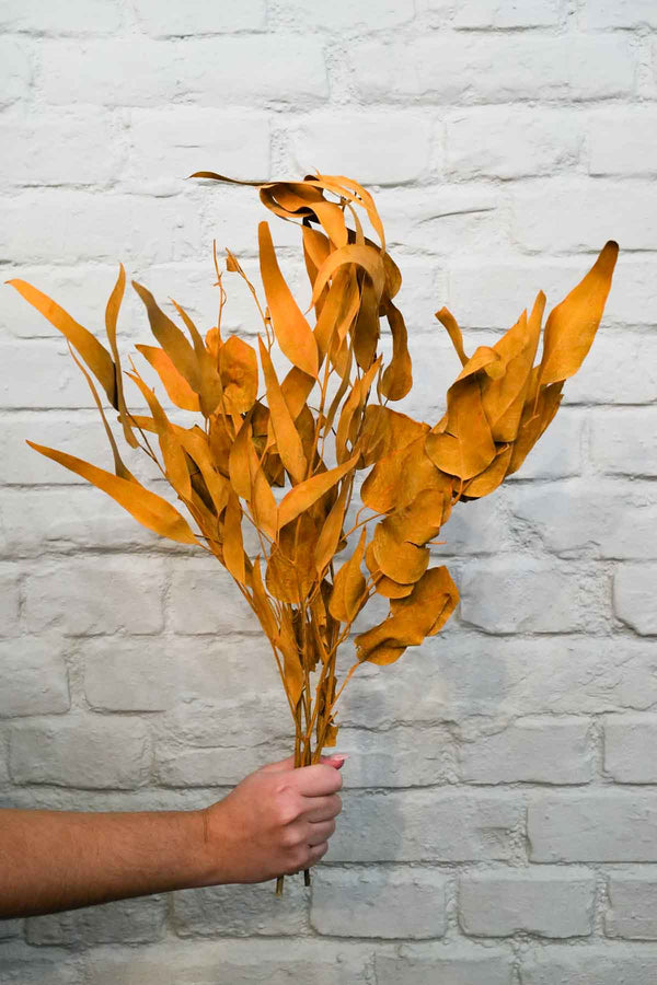 Bunch of Preserved Eucalyptus Orange