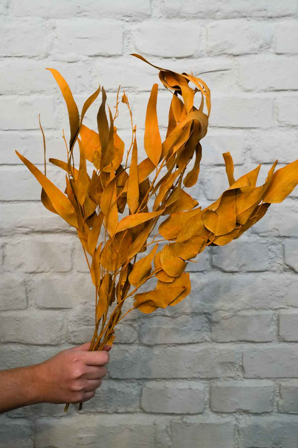Bunch of Preserved Eucalyptus Orange