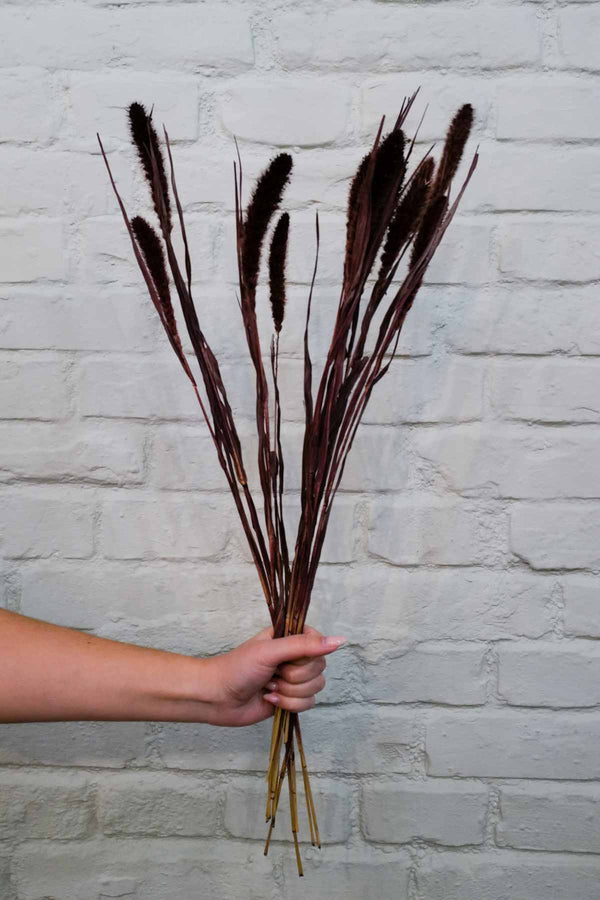 Bunch of brown Setaria – Borstenhirse