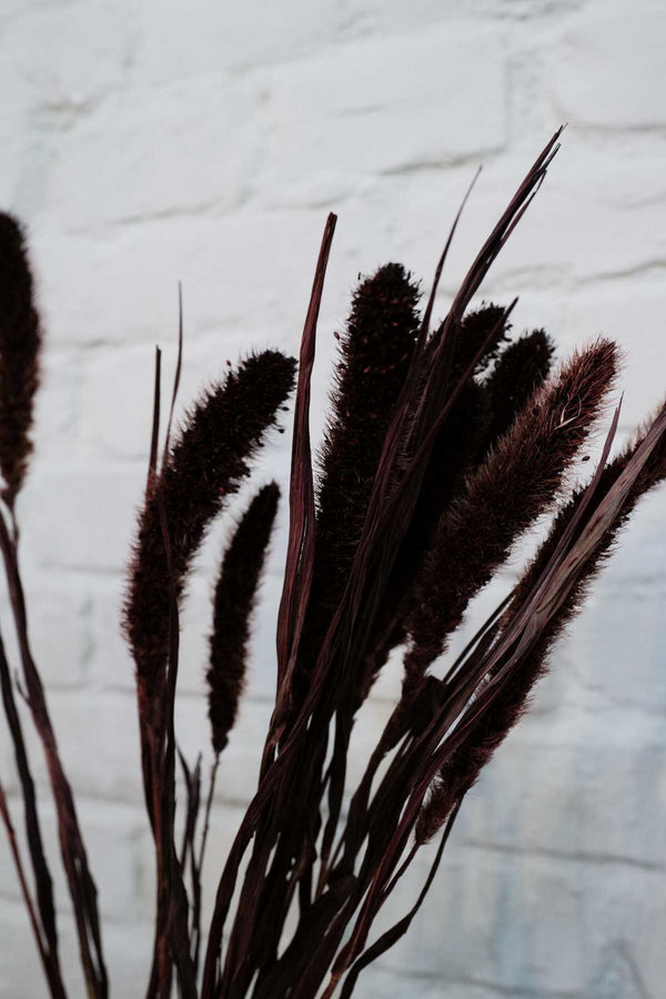Bunch of brown Setaria – Borstenhirse