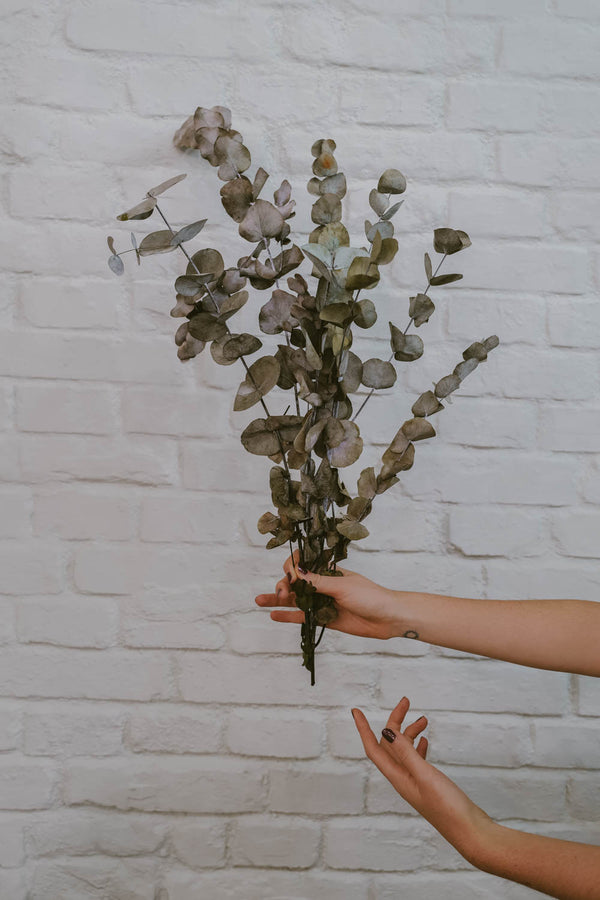 Bunch of Preserved Eucalyptus