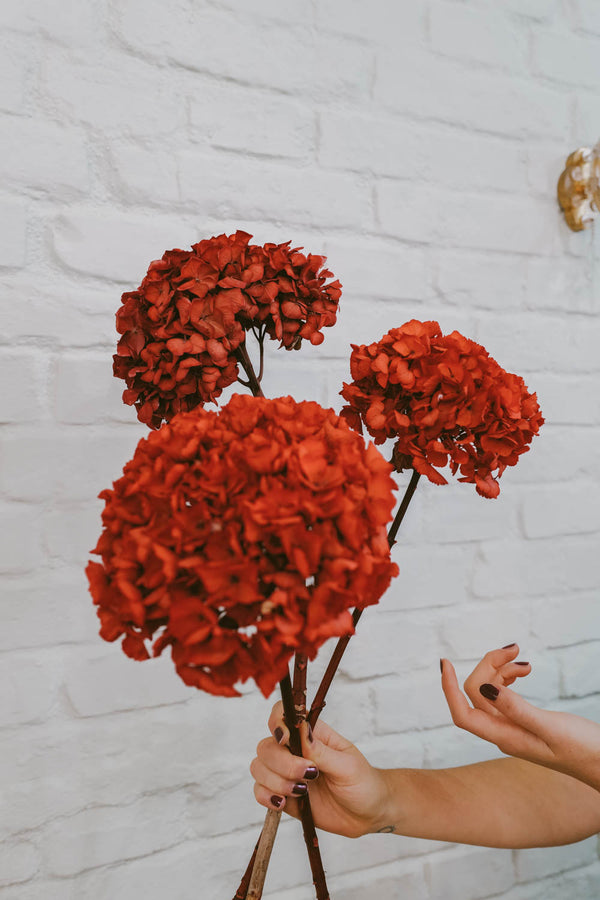 preserved and everlasting Hydrangea Berry