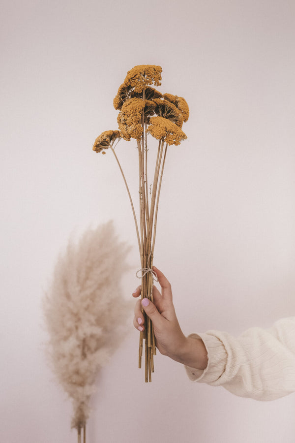 Bunch of Dried Achillea