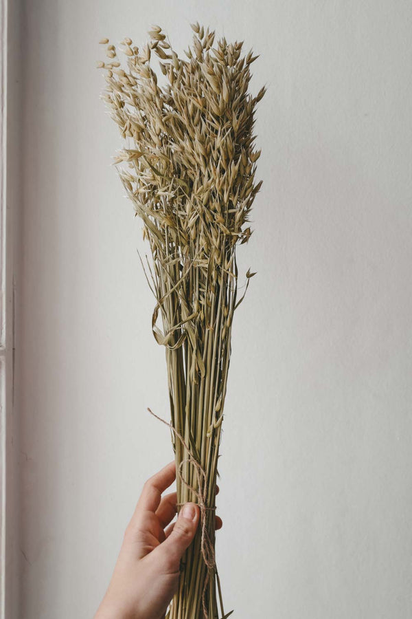 Bunch of Natural Oat Stalks