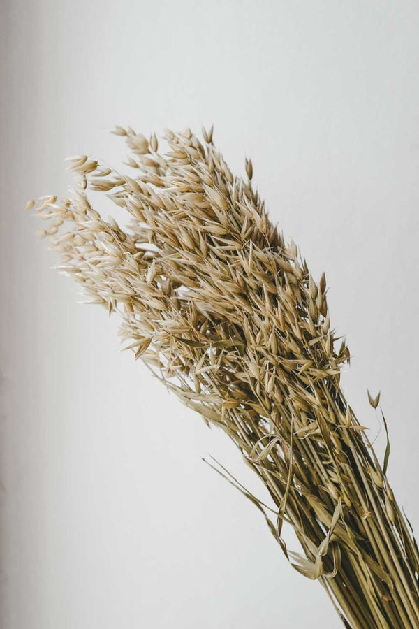 Bunch of Natural Oat Stalks