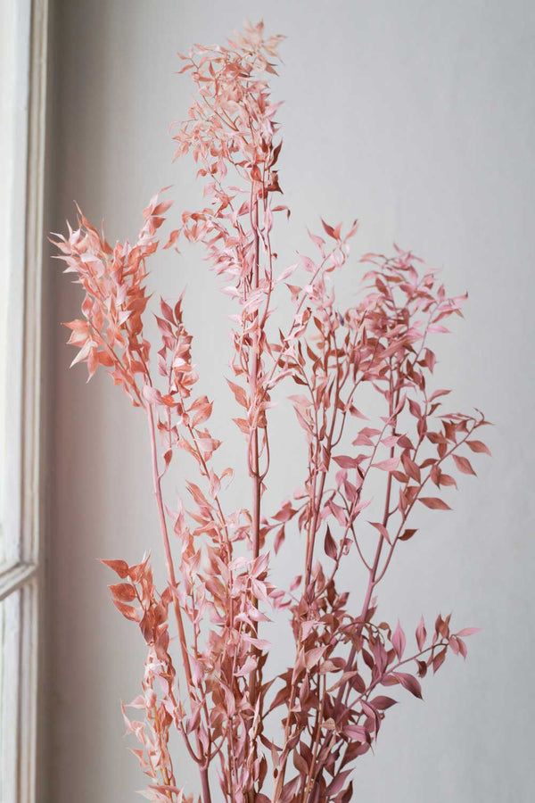 Bunch of Candy Rosé Ruscus