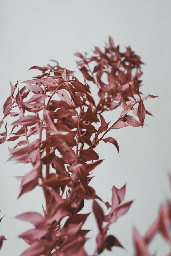 Bunch of Candy Taupe Ruscus