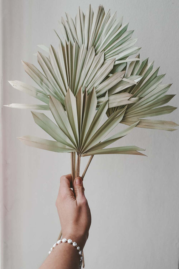 Bundle of Pastel Green Palm Suns