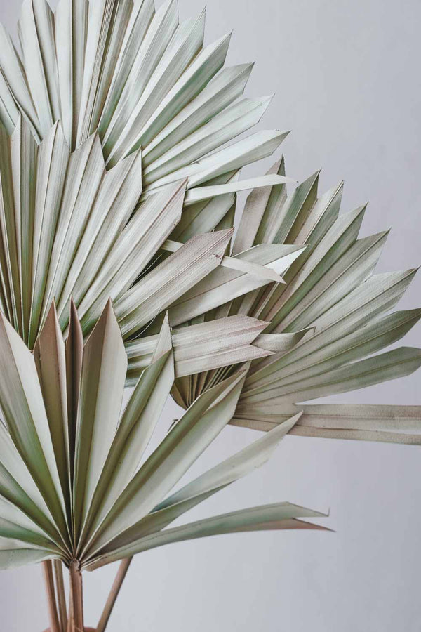 Bundle of Pastel Green Palm Suns