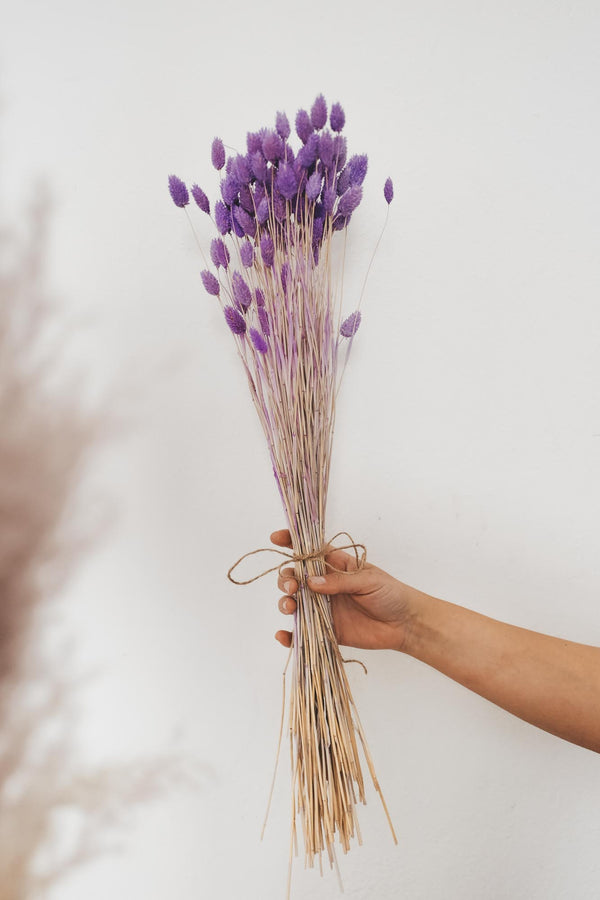 Bunch of Violet Phalaris