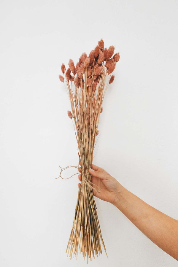 Bunch of Rosé Phalaris