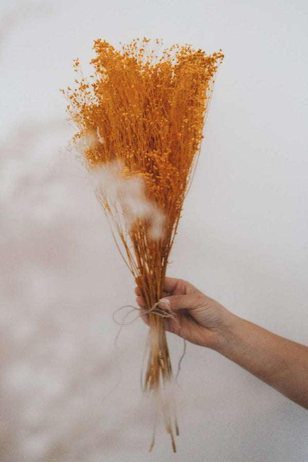 Bundle of Yellow Broom Bloom