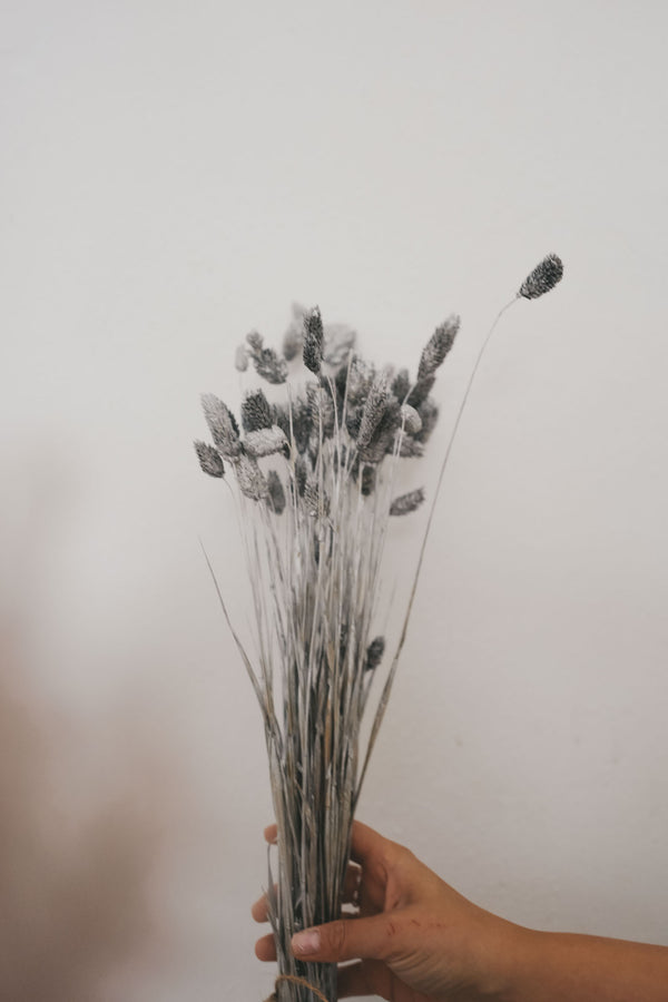 Bunch of Silver Phalaris