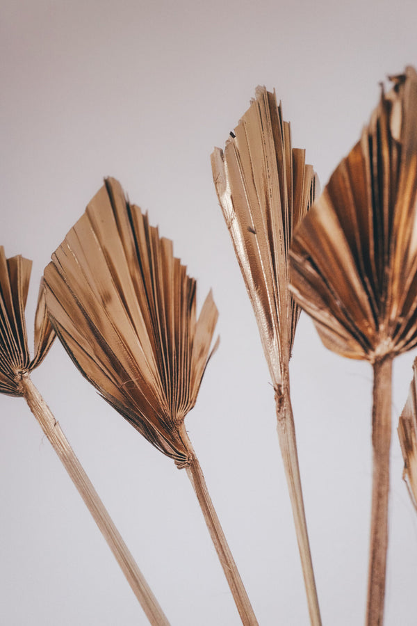 Bunch of Dried Golden Palm Spears