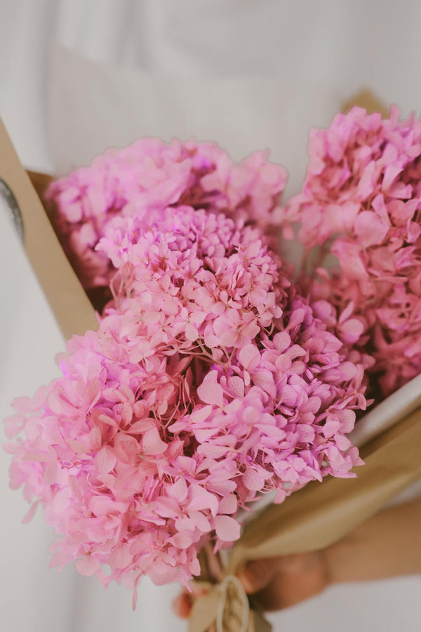 Bundle of preserved and everlasting Hydrangea Rosé